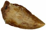 Serrated Raptor Tooth - Real Dinosaur Tooth #300893-1